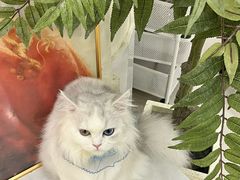 -共舞时光猫咖·狗咖(新街口店)