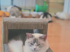 -momokira米努特·德文卷毛猫·棉花面纱犬