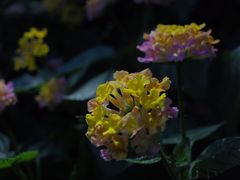 -杭州植物园