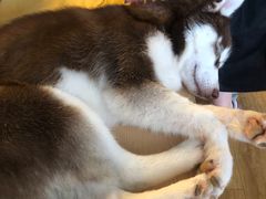 -Husky Go! 哈士奇体验馆·宠物咖啡厅狗咖