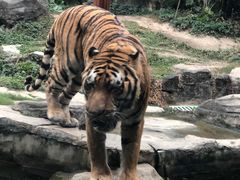 -深圳野生动物园