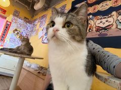 -喵小馆·猫咖狗咖猪咖·饮品店