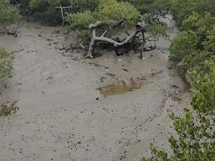 -北海金海湾红树林生态旅游区