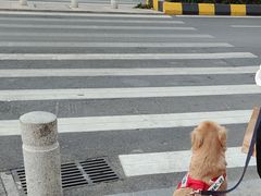 -老佛爷铜炉蛙锅(挂绿店)