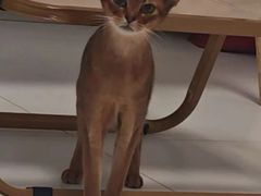 -猫十亿·布偶金渐层·曼基康矮脚猫舍(青年路店)