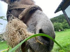 -武陵山森林公园