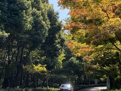 -铁山坪森林公园