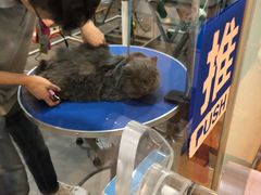 -PETKIT小佩宠物(古北店)