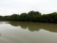 -大湾区中央湿地公园