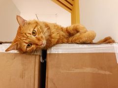 -Tempo Coffee(市二宮店)