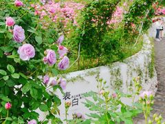 -尚湖风景区