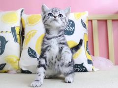 -屋虎猫馆(宝安大仟里店)