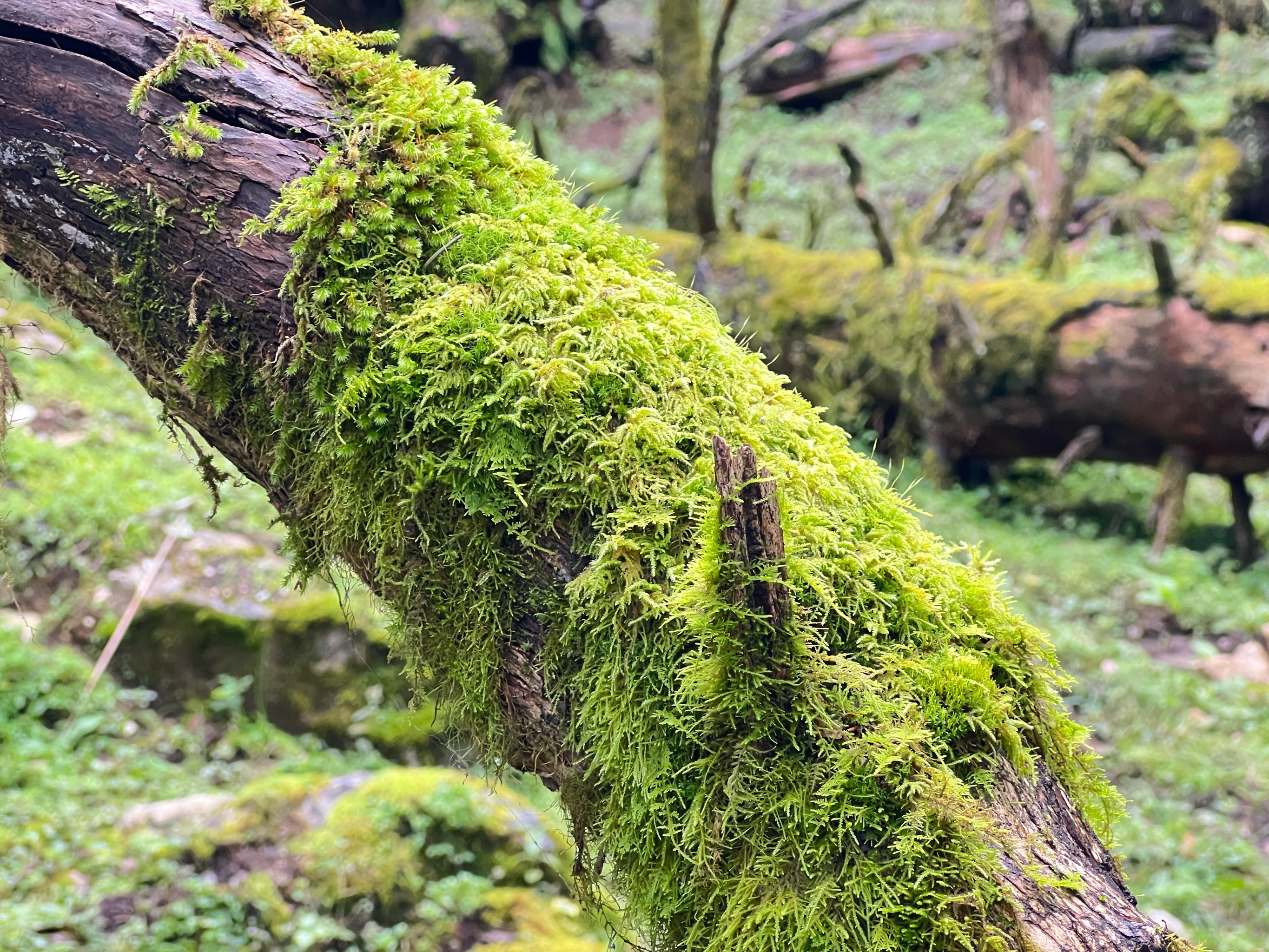 苔藓植物门代表植物图片