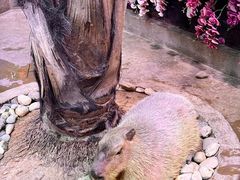 -正佳雨林生态植物园