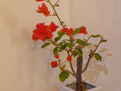 -小茶闲舍·观景商务茶馆(广州塔店)