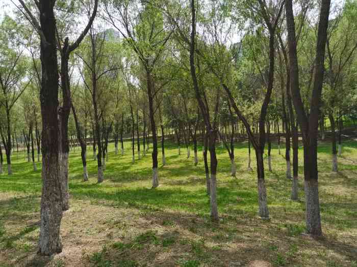 长青桥也有夜色的美景了,远处是东塔桥,东塔桥是沈阳到现在比较漂亮的