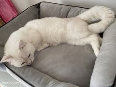 -lincat·猫舍(广州店)