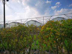 -上海多利农业发展有限公司