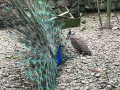 -藏龙百瀑风景区