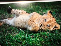 -罗红摄影艺术馆