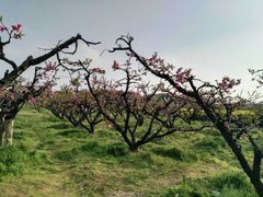 -田园东方蜜桃村的田野营地