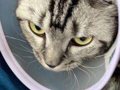 -A猫a狗全科·犬猫异宠·芥西宠物医院(南开总院)