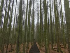 -武陵山森林公园
