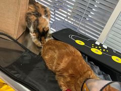 -瑞派福兴宠物医院犬猫全科·骨科·中西医结合(河东店)