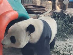 -石家庄市动物园