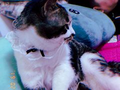 -宠颐生动物医院·心脏科·保险定点(锦阳分院)