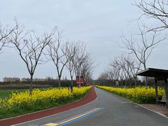 -上海长兴岛郊野公园