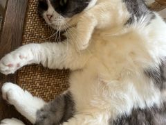 -海边的猫和咖啡馆