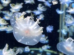 -太平洋海底世界