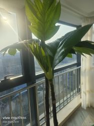 -HEYAN荷妍专业脱毛连锁机构