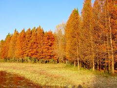 -溱湖国家湿地公园
