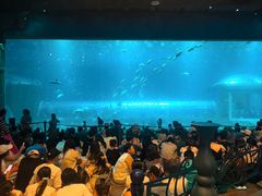 -富国岛珍珠游乐园