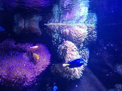 -悉尼海洋生物水族馆