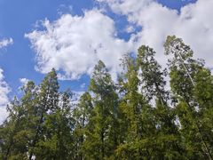 -黄海国家森林公园