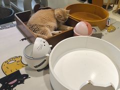 -藏猫猫咖啡主题馆(中央大道店)