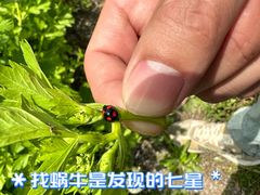 -九善农植有机生活农场