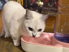 -猫猫幼稚园·撸猫·桌游·电玩