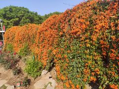-东莞植物园