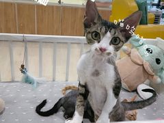 -十年猫舍·猫咪专门店(普陀店)