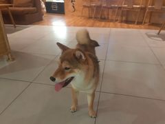 -柴务处·柴犬主题狗咖