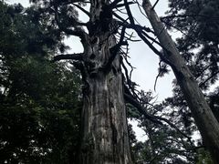 -天目山大树王景区