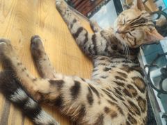 -猫小院猫主题咖啡厅(北锣店)