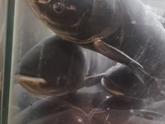 -上名堂·鱼头好吃(体育场路店)