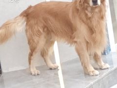 -丁家坡洋芋·观音桥好吃街A区(全国总店)