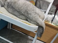 -爱洗澡的猫(望京店)