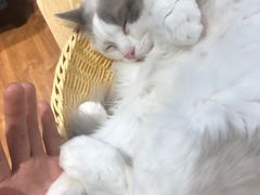 -绒爪撸猫下午茶·猫咖